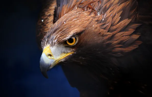 Picture background, predator, beak, Golden eagle, Golden Eagle