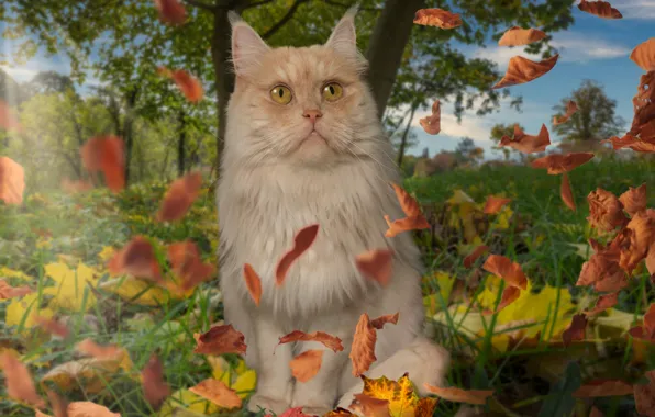 Autumn, cat, the sky, grass, cat, look, leaves, trees