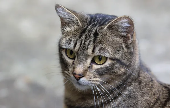 Picture cat, cat, look, face