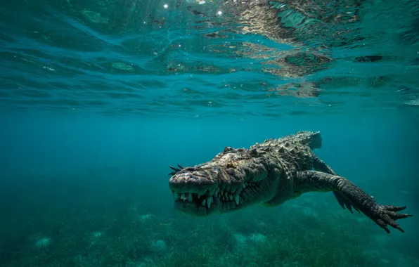 Wallpaper face, pose, the bottom, teeth, crocodile, mouth, underwater ...