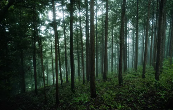 Forest, grass, trees, nature