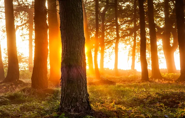 Forest, light, trees, nature