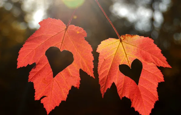 Autumn, leaves, hearts