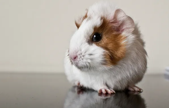 Picture reflection, Guinea pig, rodent
