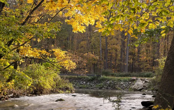 Picture autumn, forest, water, trees, stream, forest, Nature, trees