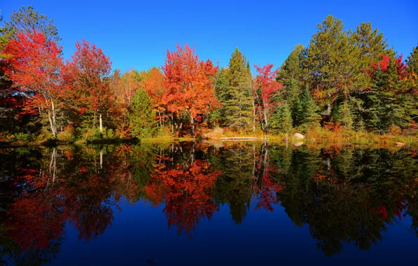 Picture autumn, forest, the sky, trees, pond, reflection