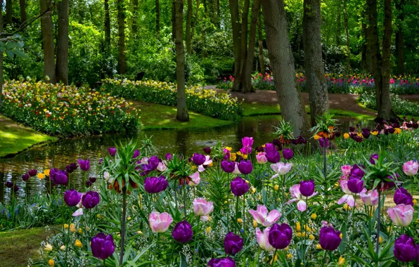 Greens, purple, trees, flowers, pond, Park, spring, tulips