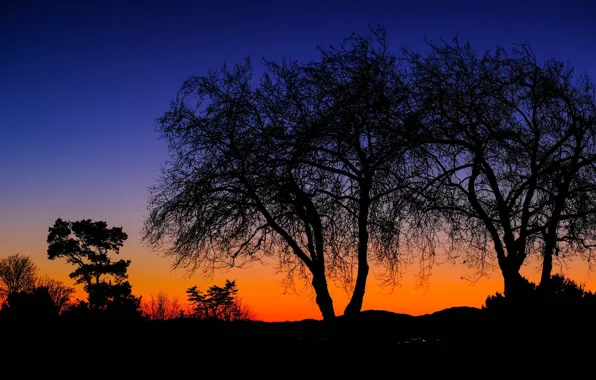Trees, night, silhouettes