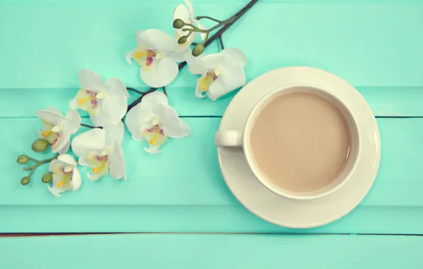 Picture background, branch, white, wood, Orchid, flowers, orchid, coffee cup