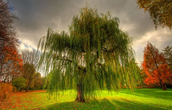 Autumn, nature, Park, IVA