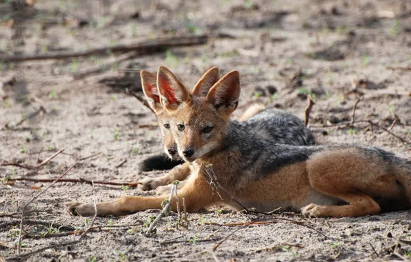 Picture nature, animal, Jackal