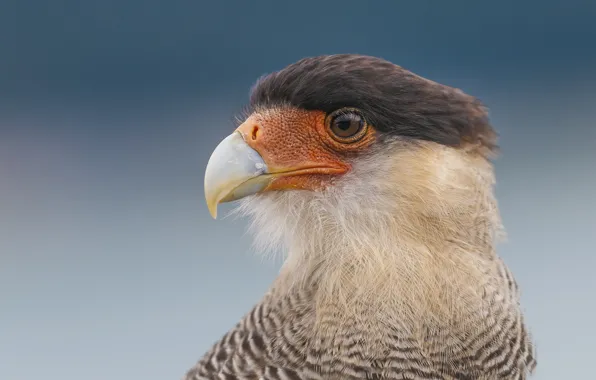 Picture bird, portrait, beak