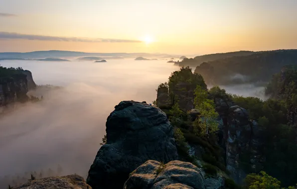 Forest, mountains, fog, rocks, dawn, Switzerland, the view from the top, Saxon