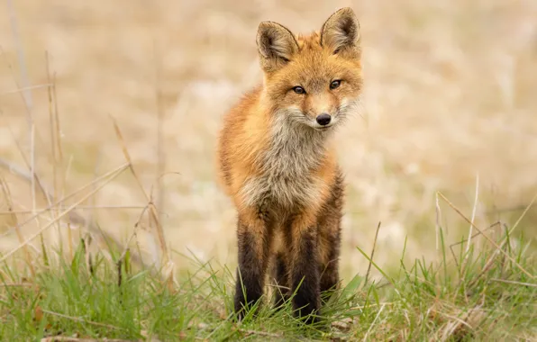 Grass, look, face, pose, glade, Fox, is, cutie