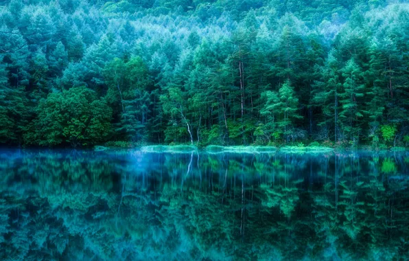 Picture forest, trees, nature, pond, reflection, Japan, pond