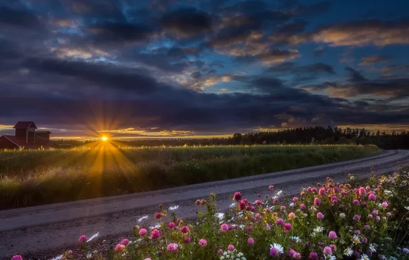 Road, sunset, flowers