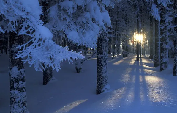 Picture forest, the sun, light, snow, trees, branches, lights, Winter
