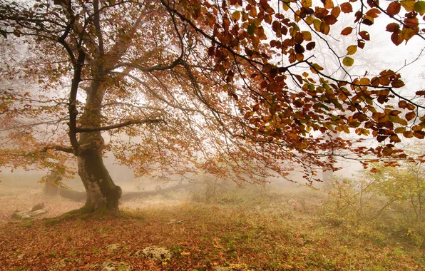 Picture leaves, fog, tree