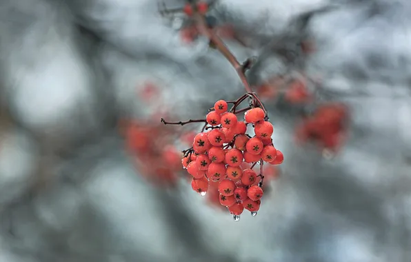Picture drops, macro, berries, Rowan