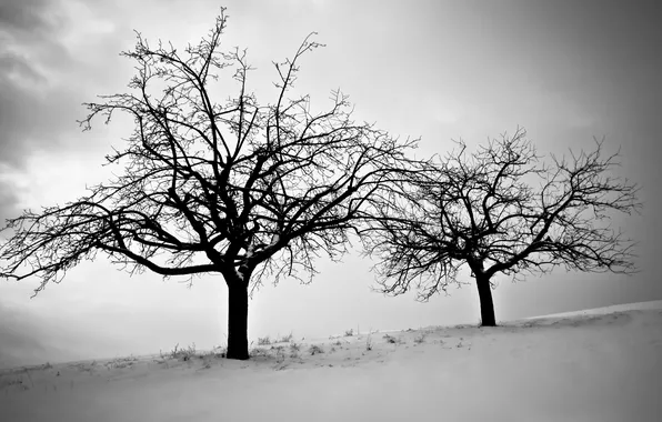 Cold, winter, the sky, snow, trees, branch, twilight, black and white
