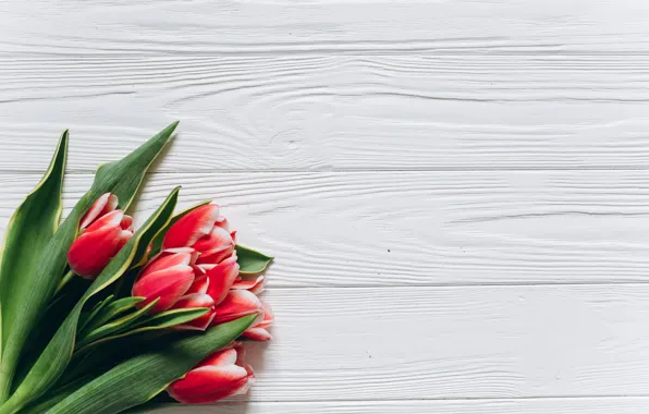 Flowers, red, tulips, red, fresh, wood, flowers, beautiful