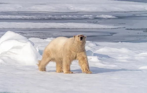 Winter, snow, shore, ice, walk, polar bear, North, pond