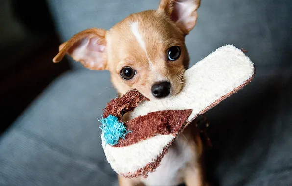 Look, dog, Chihuahua, Slippers