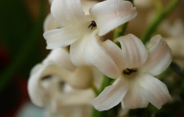 Macro, flowers, white, plant, blooms, gently, hyacinth, hyacinths