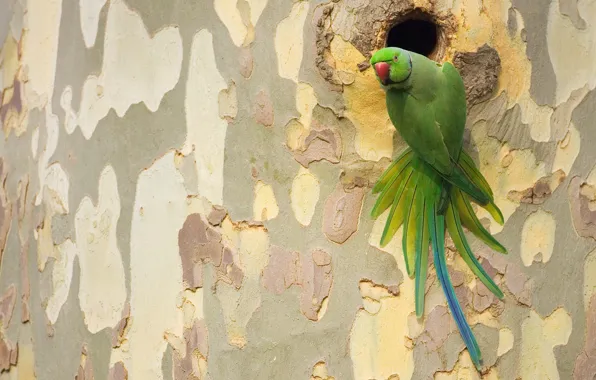 Tree, bird, feathers, beak, tail, the hollow, sycamore, Indian ringed parrot