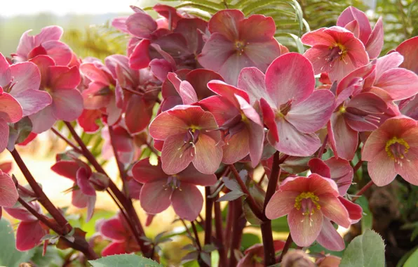Flowers, flowerbed, a lot, hellebore, Helleborus