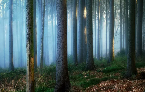 Forest, trees, nature, fog, trunks, Germany