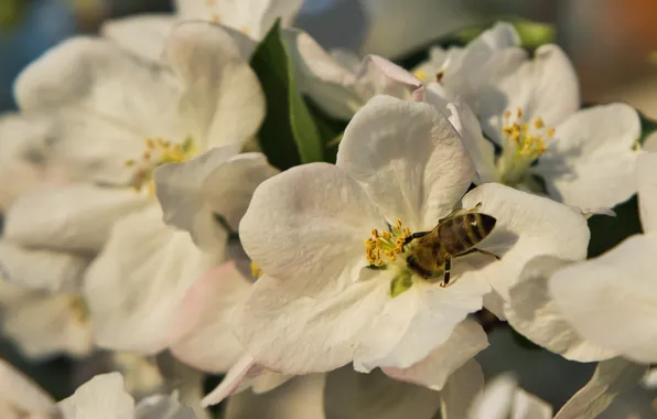 Macro, bee, spring, petals, insect, Apple, flowering, flowers
