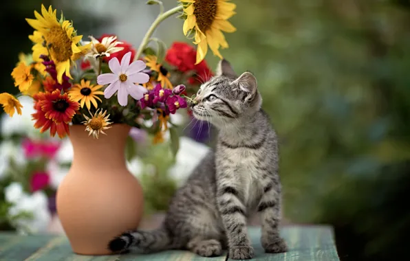 Picture cat, flowers, pitcher, kitty, cat, Yuriy Korotun