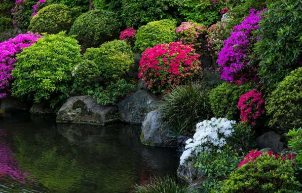 Flowers, pond, Park, photo, Japan, Tokyo, Japan