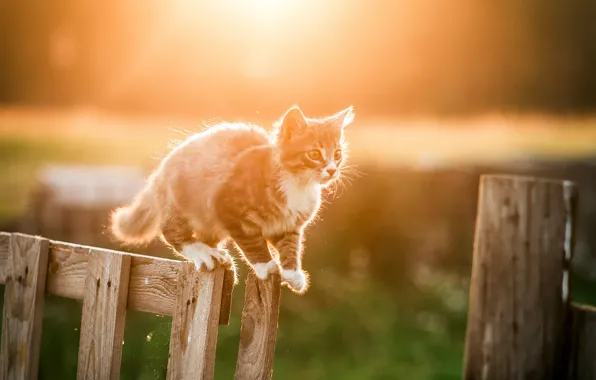 Picture white, the sun, light, nature, kitty, grey, the fence, Cat