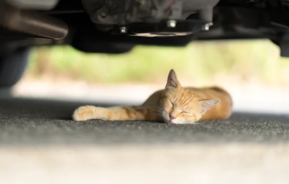 Picture cat, sleeping, red, under the car