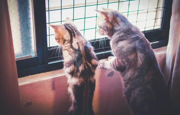 House, Koshak, cats, window, observation