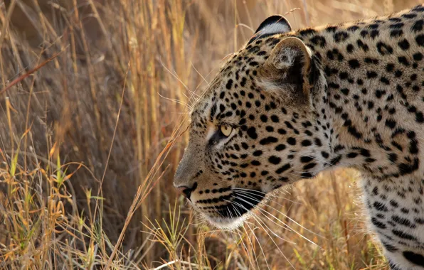 Grass, face, predator, leopard, profile, wild cat