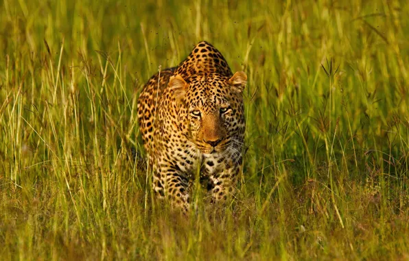 Grass, face, light, predator, leopard, Africa, disguise, wild cat