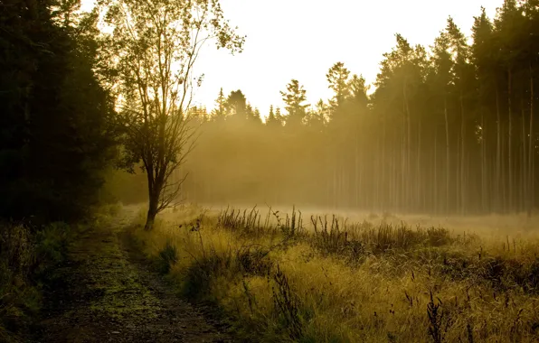 Forest, landscape, fog