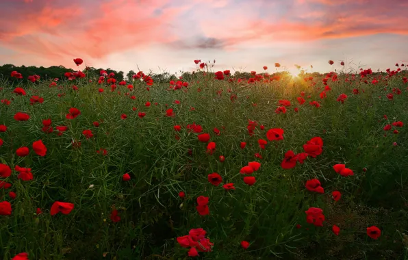Flowers, Maki, red, poppy field