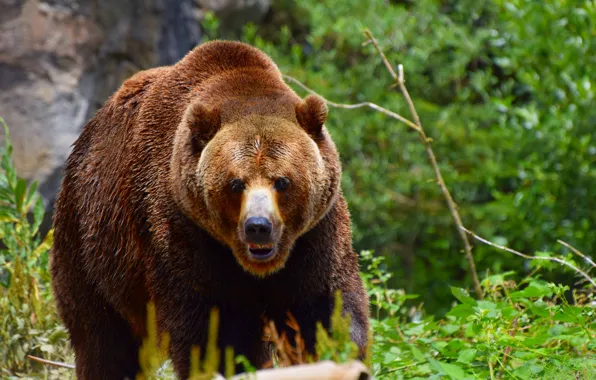Forest, bear, bear