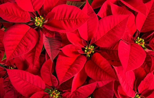 Leaves, flowers, red, plant, closeup, Euphorbia