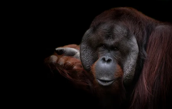 Look, face, paw, portrait, monkey, black background, orangutan