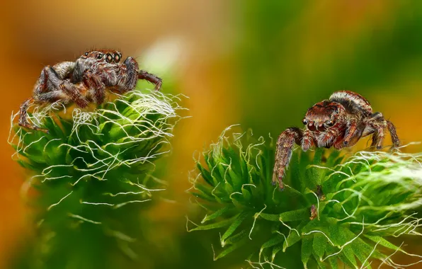 Greens, macro, green, background, spiders, moss, spider, blur