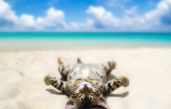 Picture sand, sea, beach, the sky, cat, clouds, humor, lies