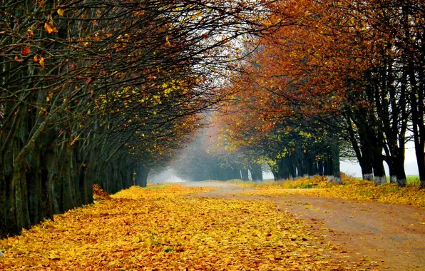Picture road, autumn, forest, trees, landscape, nature, leaves