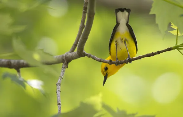 Picture branches, foliage, tail, bird, yellow, ass