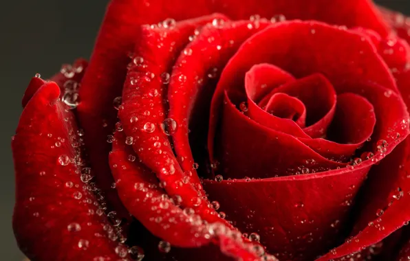 Drops, roses, petals, buds