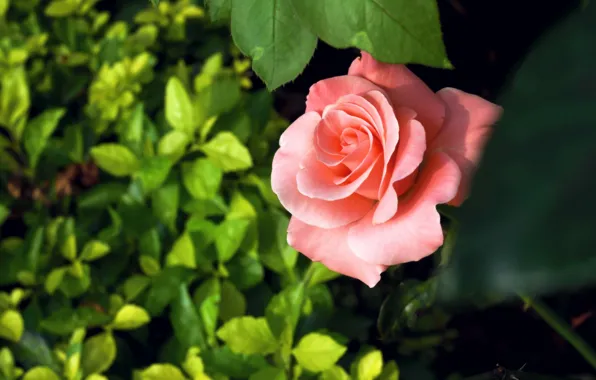 Picture leaves, rose, petals, Bud